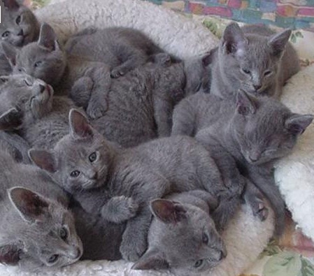 gatinhos korat